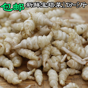 新鲜宝塔菜种子地葫芦螺丝菜芋环地环玉环地牯牛草石蚕地参5斤