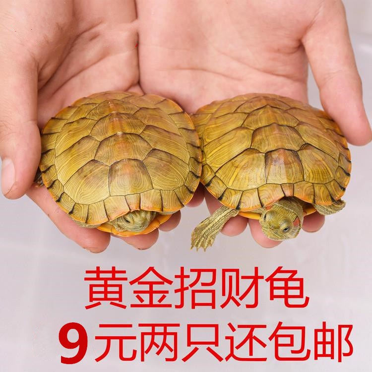 水里养的宠物水族小乌龟活物淡水忍者观赏龟小宠好养王八迷你宿|msdalam kategori haiwan peliharaan/makanan haiwan dan bekalan, Aquarium World, penyu/penyu - dari Buy2taobao.com untuk memberikan perkhidmatan ejen Taobao profesional membeli