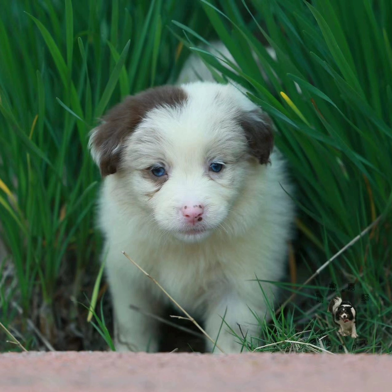 瑜锦嘉懿犬舍活体边牧熊猫脸黑白幼犬宠物狗边境牧羊犬包健康