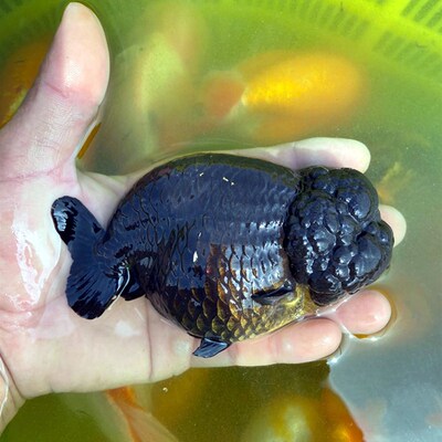 活体精品兰寿宠物黑色鱼