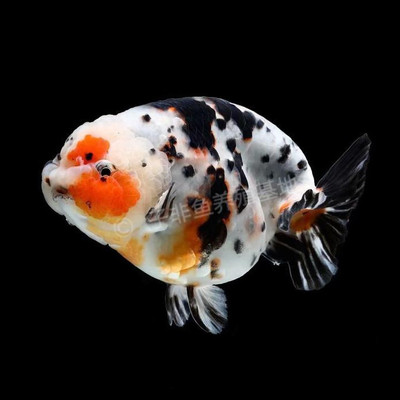 精品奶牛重墨三色潘氏小尾兰养殖基地花寿鱼