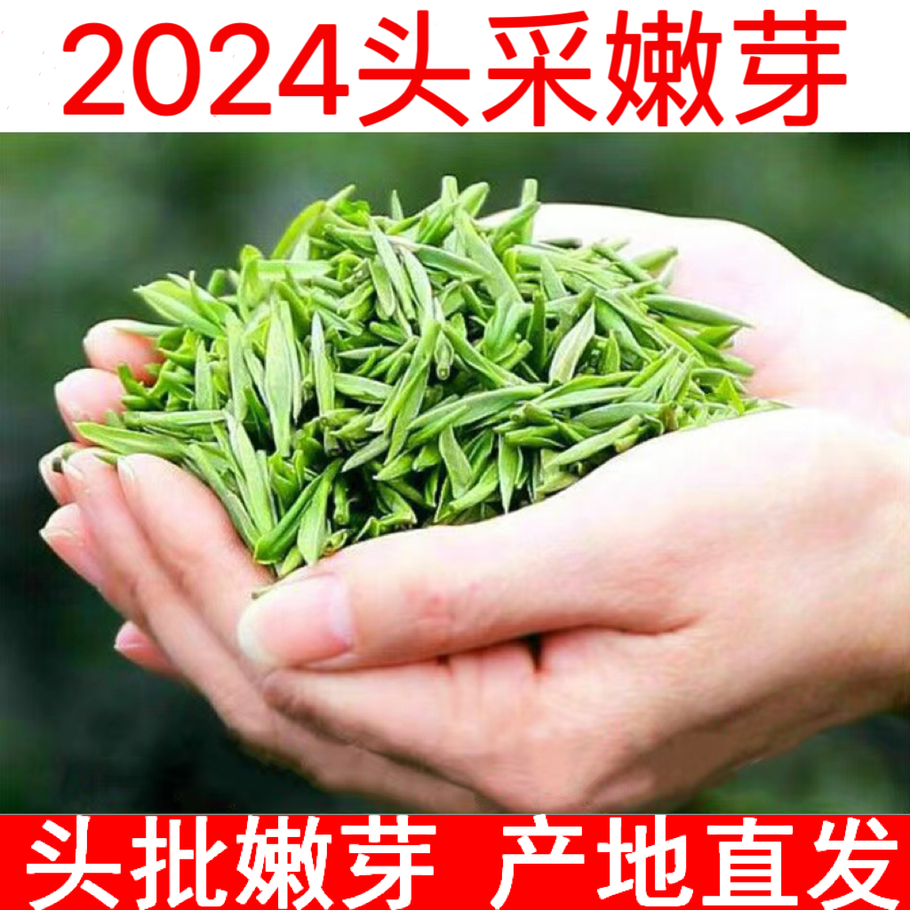 2024年黄山毛峰新茶明前特级嫩芽春茶安徽绿茶叶高档头采雀舌250g