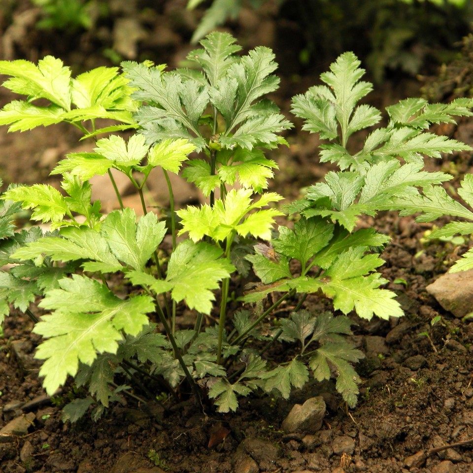 黄连  味连川连鸡爪连苦口黄连中草药种植绿化趣味室内绿化药用苗