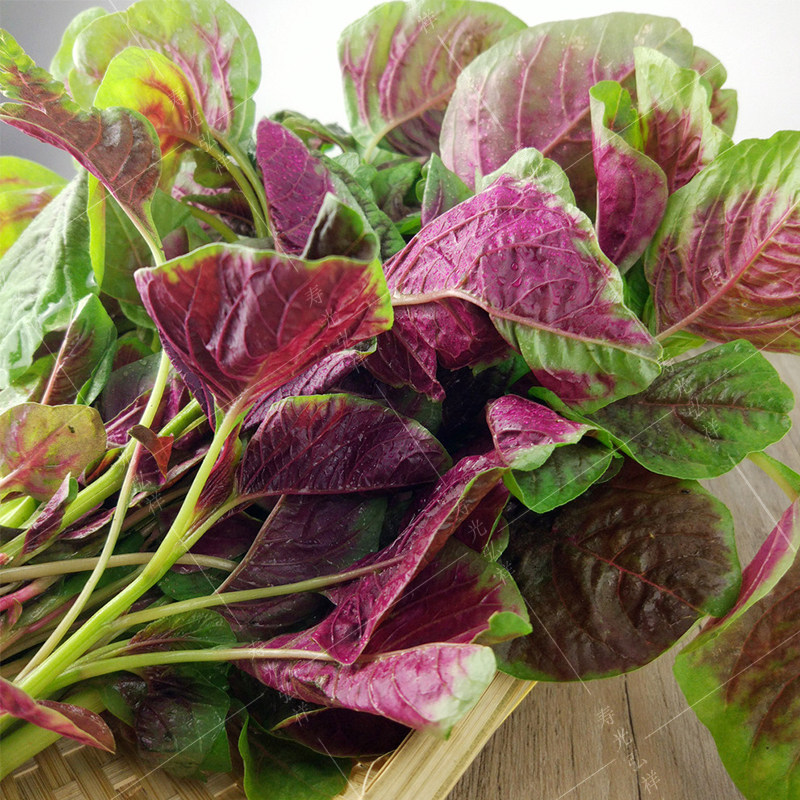 花叶红苋菜面条菜山菠菜青柳叶春季秋季野菜家庭菜园阳台四季播种