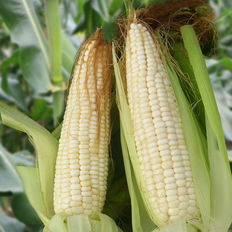 京科燕禾金白糯玉米种子超甜玉米籽春季秋季早熟大田高产耐热抗病