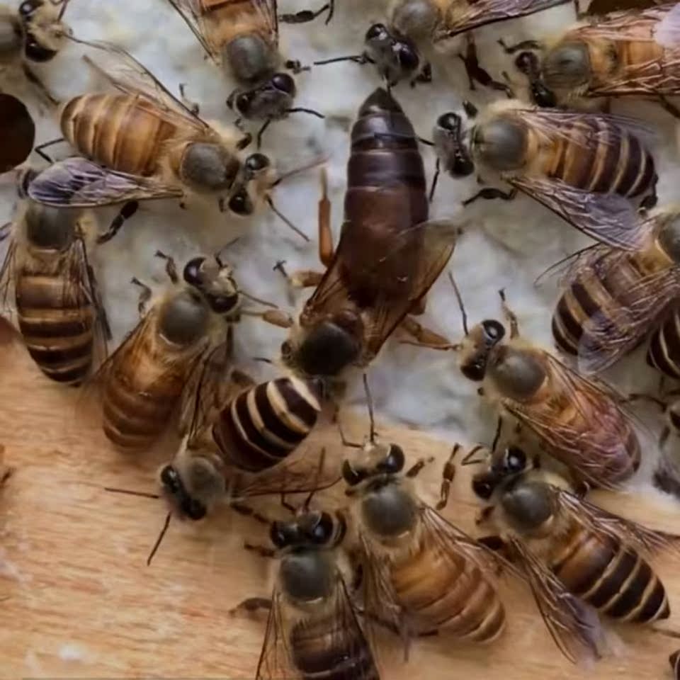 蜂王地中环天养蜂新产产卵蜂群本地高产七里蜂王蜂王胎养殖促销