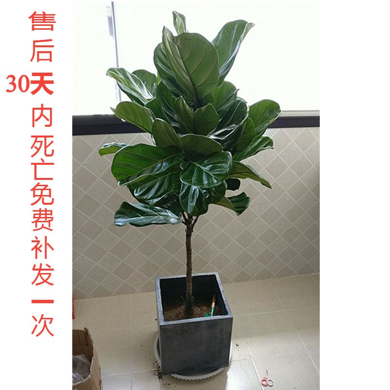 琴叶榕盆栽大叶植物