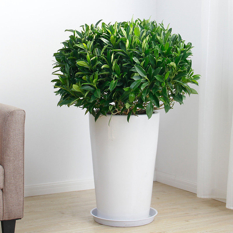 非洲茉莉 盆栽 客厅大额优惠券