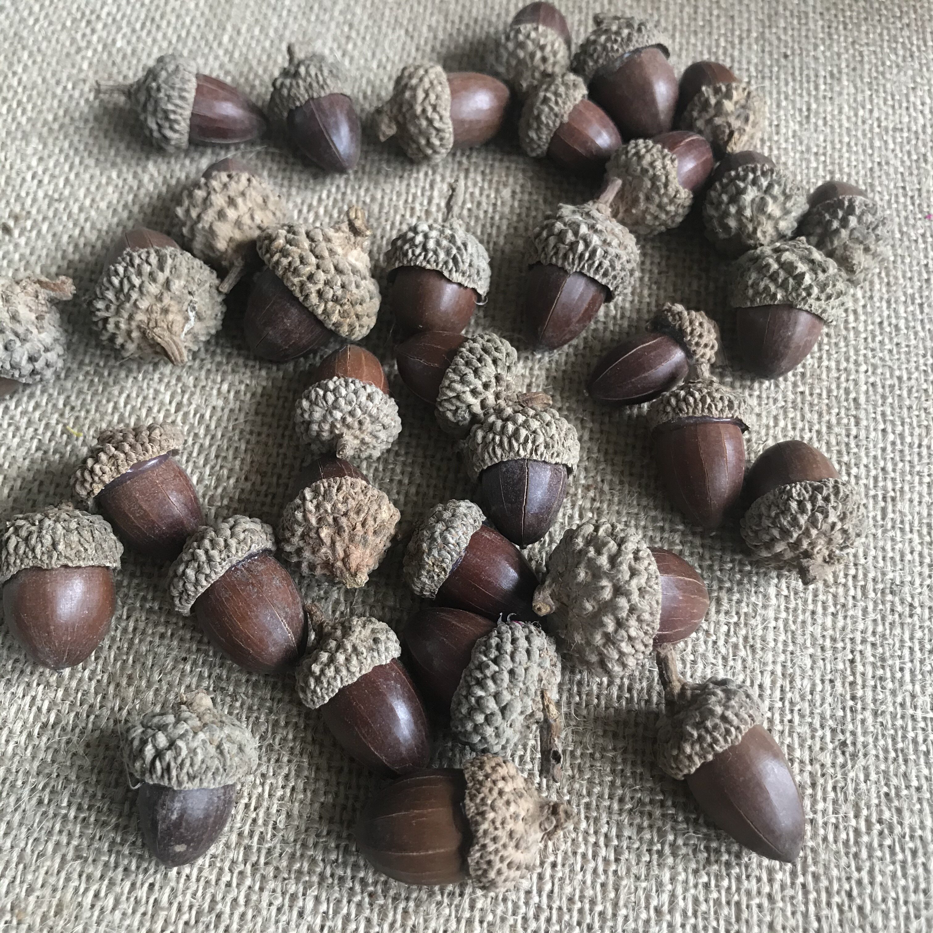 包邮橡果壳果实 干花装饰摆件幼儿园环创用品松果装饰diy创意原料