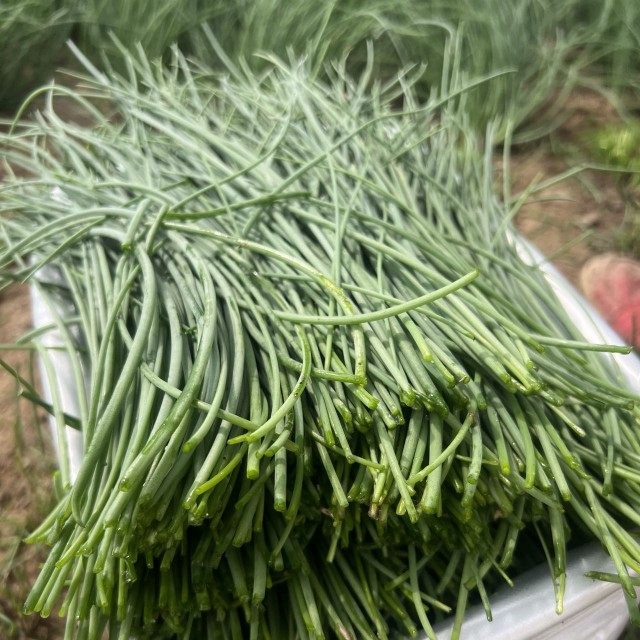 甘肃民勤特产新鲜现摘5斤农家沙葱 券后46.8元包邮