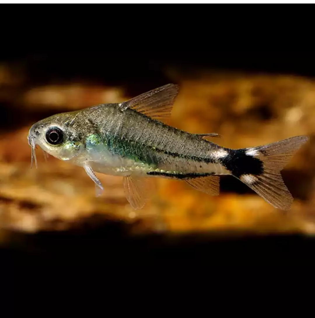 七夕水族月光鼠鱼底栖鱼热带鱼活体观赏鱼定水自有渔场直发可预订