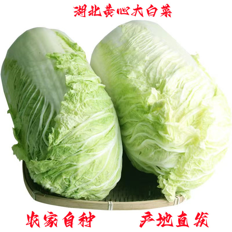 新鲜大白菜当季时令有机蔬菜农家自种整颗白菜湖北黄心包心菜10斤
