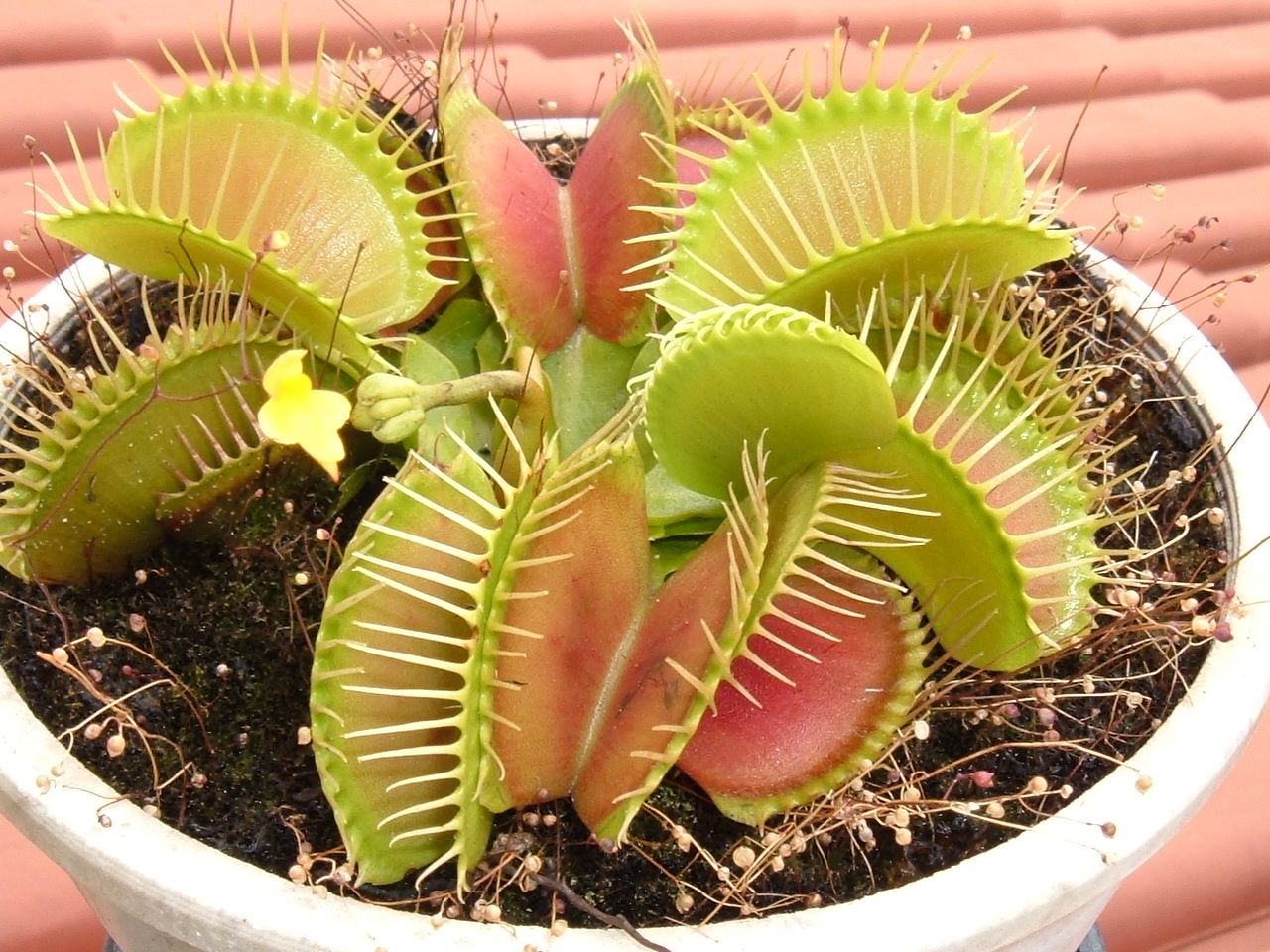 食虫植物大嘴捕蝇草食虫草绿植盆栽易养适合新手食人花包邮