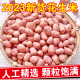 2023年新货花生米生新鲜大颗粒生花生米白沙真空包装粉红皮花生仁