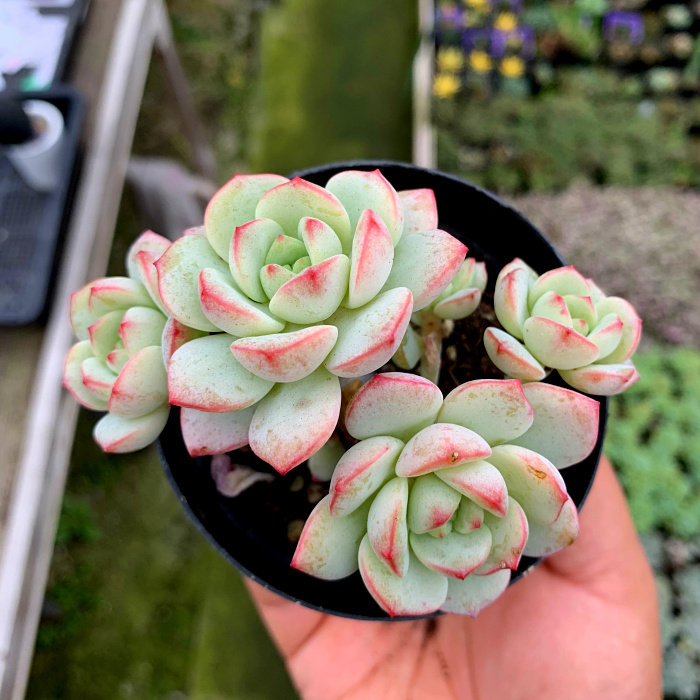萱萱多肉植物园/香草群生/办公室阳台绿植花卉吸甲醛防辐射盆栽