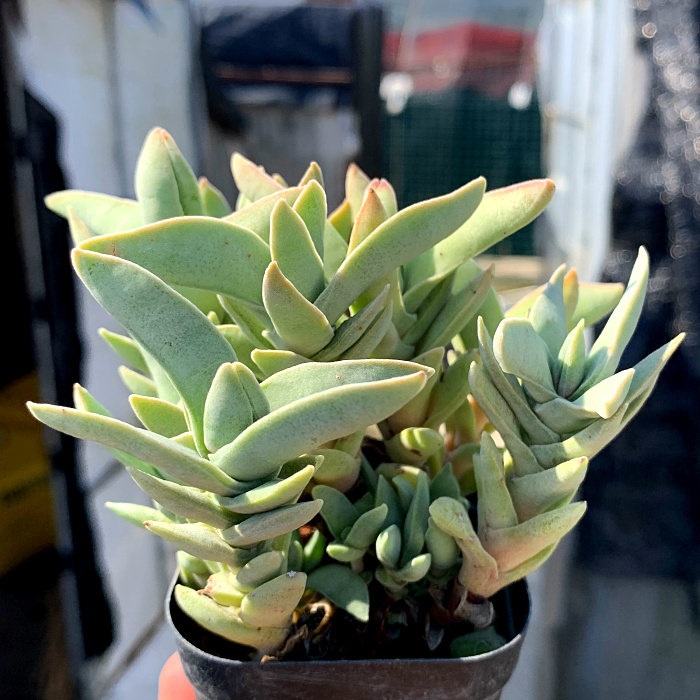 萱萱多肉植物园的优惠券大全—萱萱多肉植物园【姬神刀】办公室阳台