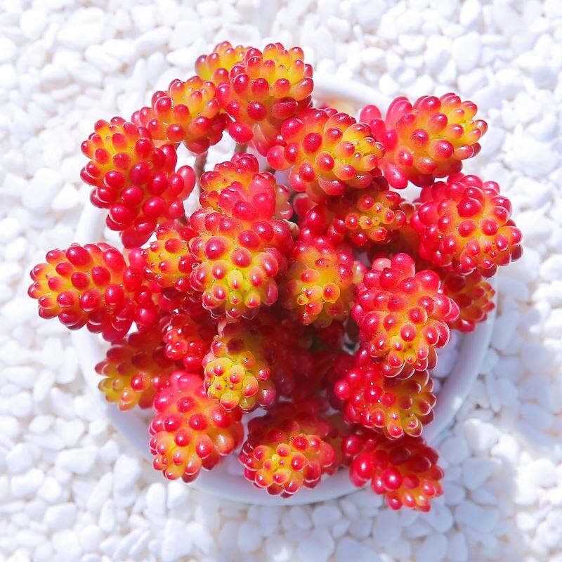 真仙园的优惠券大全—真仙园艳日伞法师多肉植物一物一拍办公室阳台