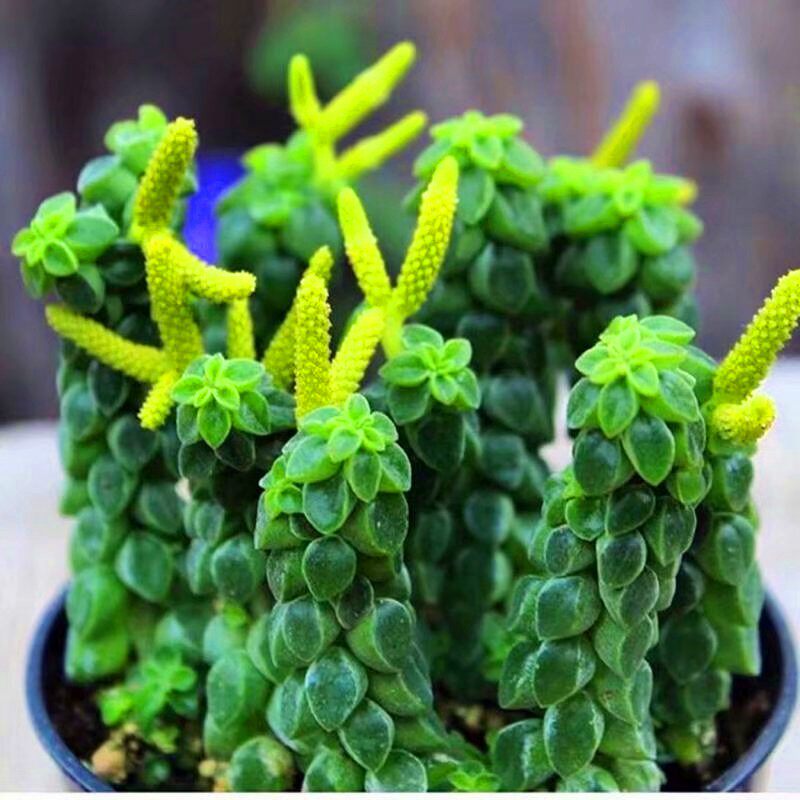 多肉植物象足椒草罕见小贵货含盆发货防辐射绿植盆栽花卉稀有品种