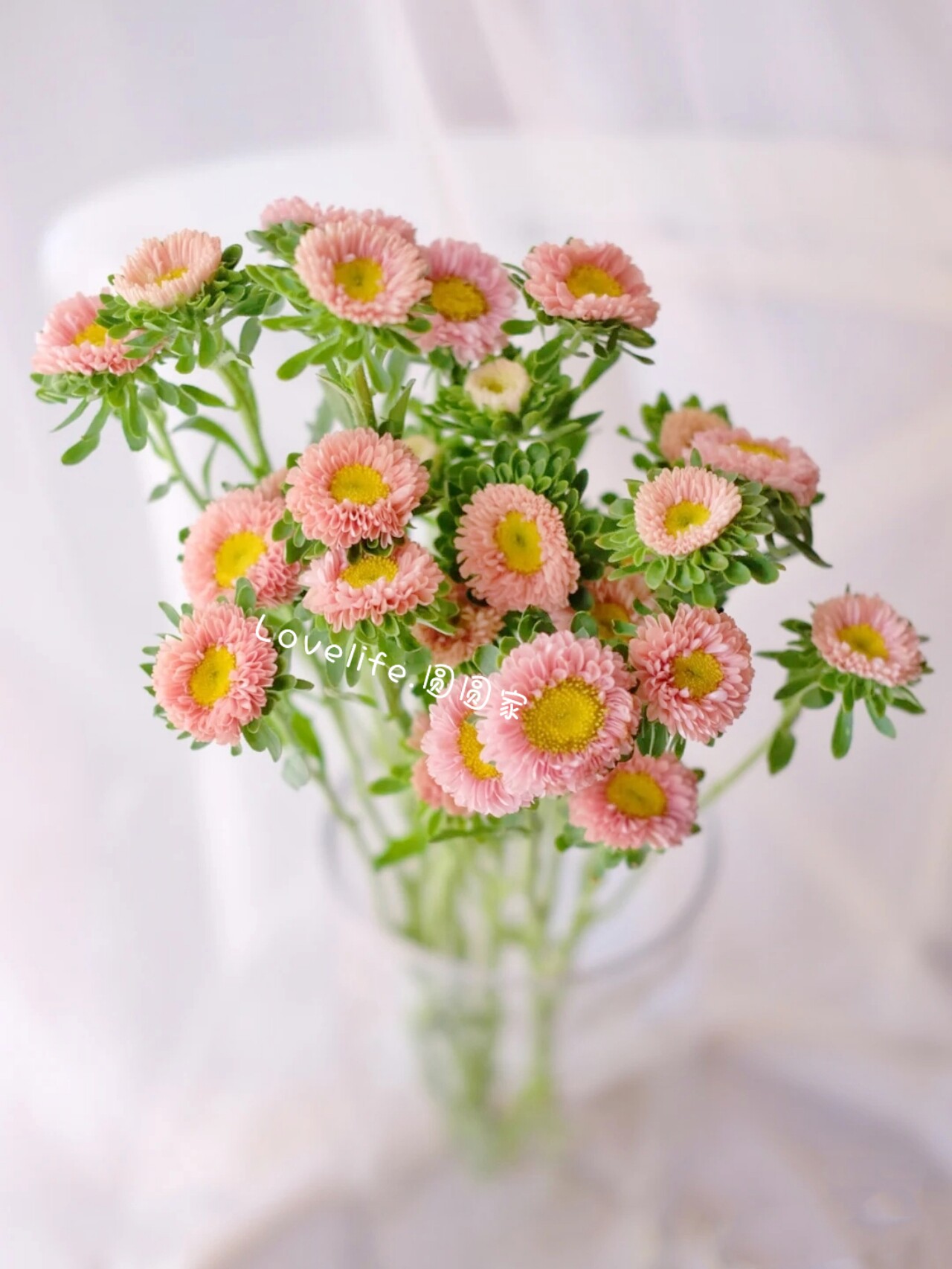 切花菊花鲜花_翠菊菊花鲜花各色小雏菊小可爱切花新鲜家庭插花办公室
