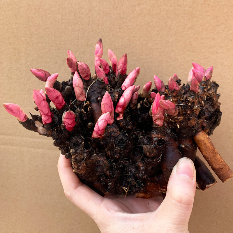 热销花卉种子包邮_芍药花苗根块荷兰进口芍药花根种子籽多年生带花芽