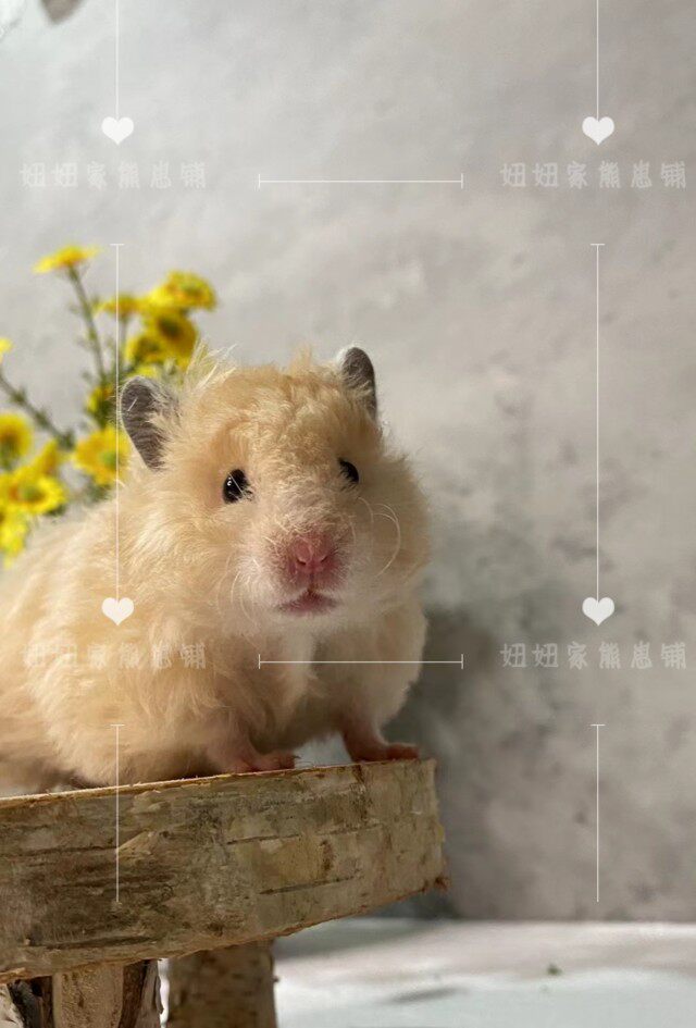 长毛卷毛金丝熊活体宠物小仓鼠健康家养黄波利西施熊纯银杂银肉桂