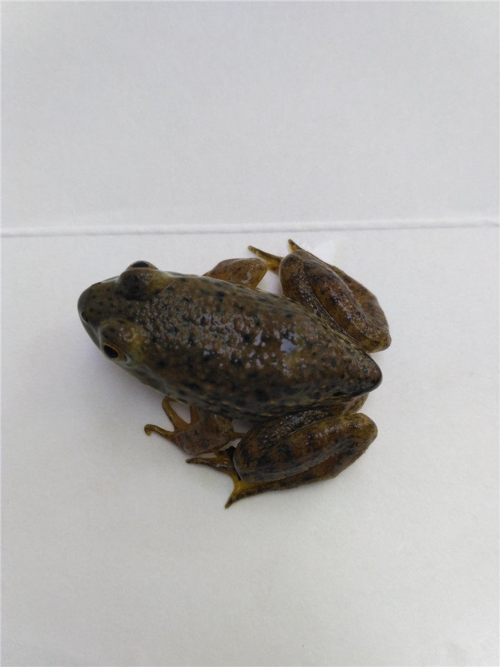 养殖美国纯种牛蛙苗蝌蚪苗儿童宠物观赏青蛙苗科教田园小青蛙活体