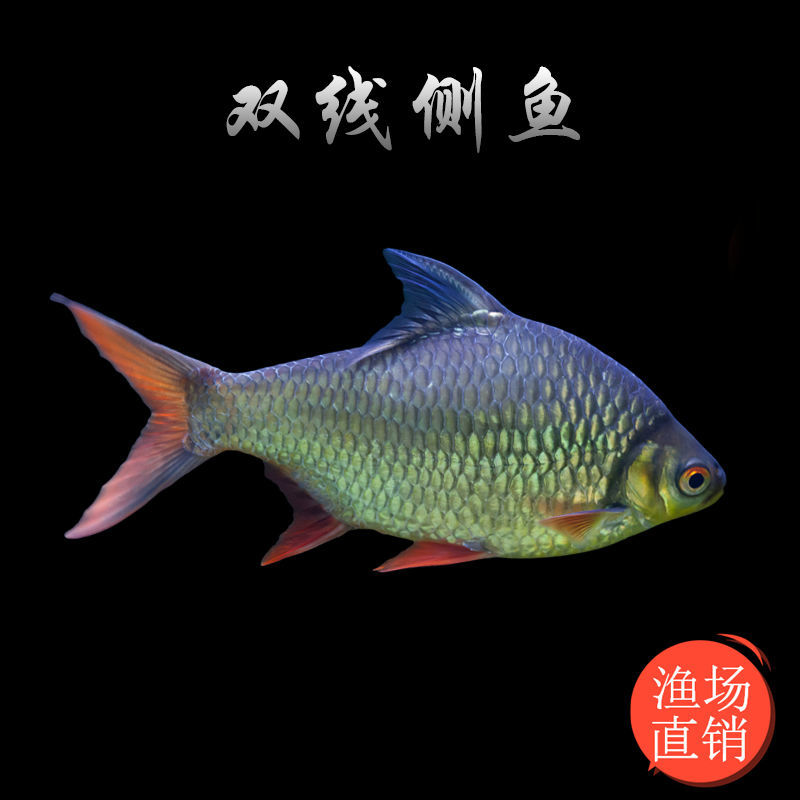 小银线观赏鱼金凤飞凤活体泰国鲫鱼
