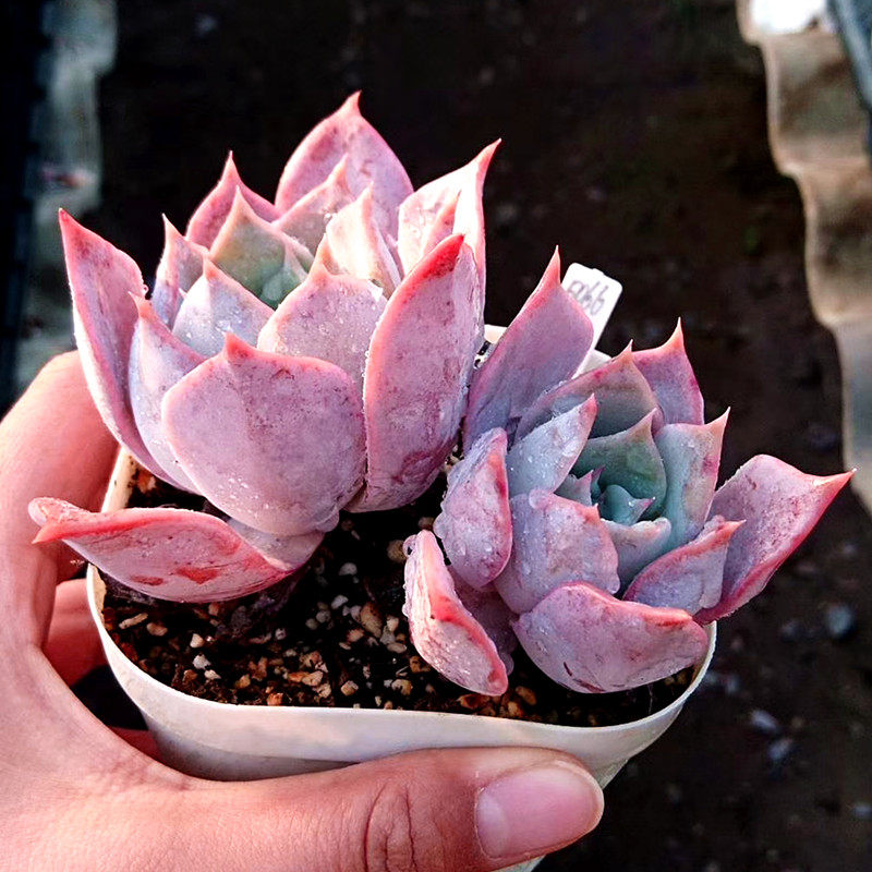 露西娜多肉植物组合小盆栽花园办公绿植一物一拍