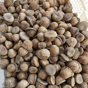 野生风流果马古凸双肾子阴阳子男人茶泡酒水包邮