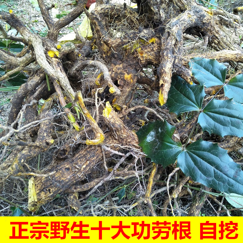 中草药深山十大功劳根茎山黄连刺土黄柏猫儿头整根功劳木干片500g