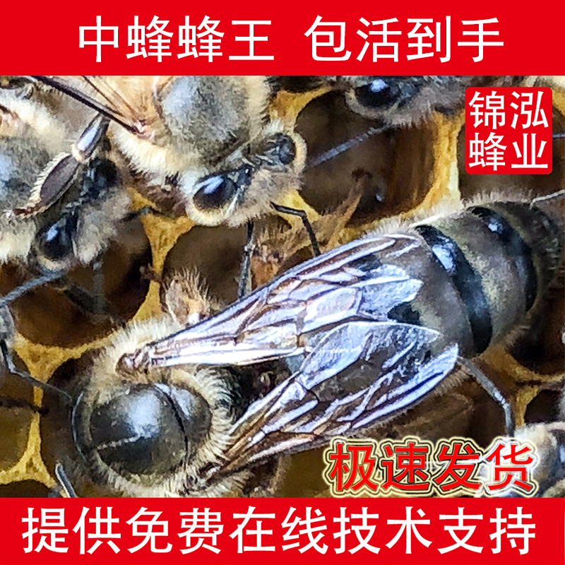 queen bee high quality High yield honey Swarm Double colorin the Pet/Pet food and supplies , Other pets , Other pets category - from Buy2taobao.com to provide professional Taobao agent buy service