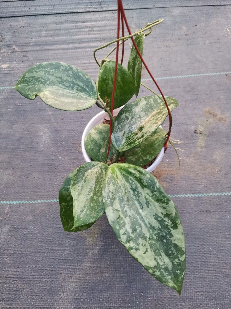 大叶球兰  高斑冰雪女王hoya macrophylla splash