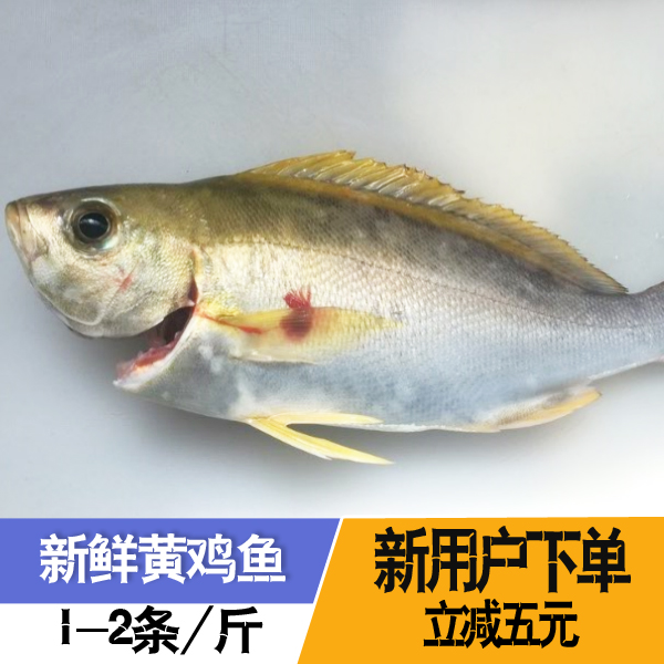 野生海钓黄鸡鱼500g东山岛海鲜生鲜海产品新鲜冷冻冰鲜美味食材