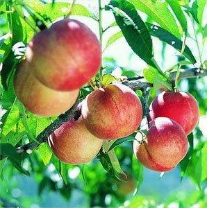 桃树苗当年结果油桃果树苗嫁接苗盆栽地栽油桃苗中油13号汁多脆甜