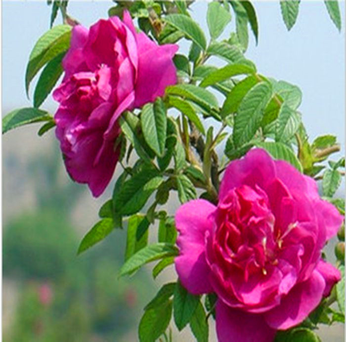 庭院花卉盆栽可食用玫瑰花苗大马士革一号当年开花售后至3年促销