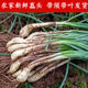 四川特产现挖藠头5斤带叶荞头时令新鲜蔬菜农家新鲜茭白小蒜茭头