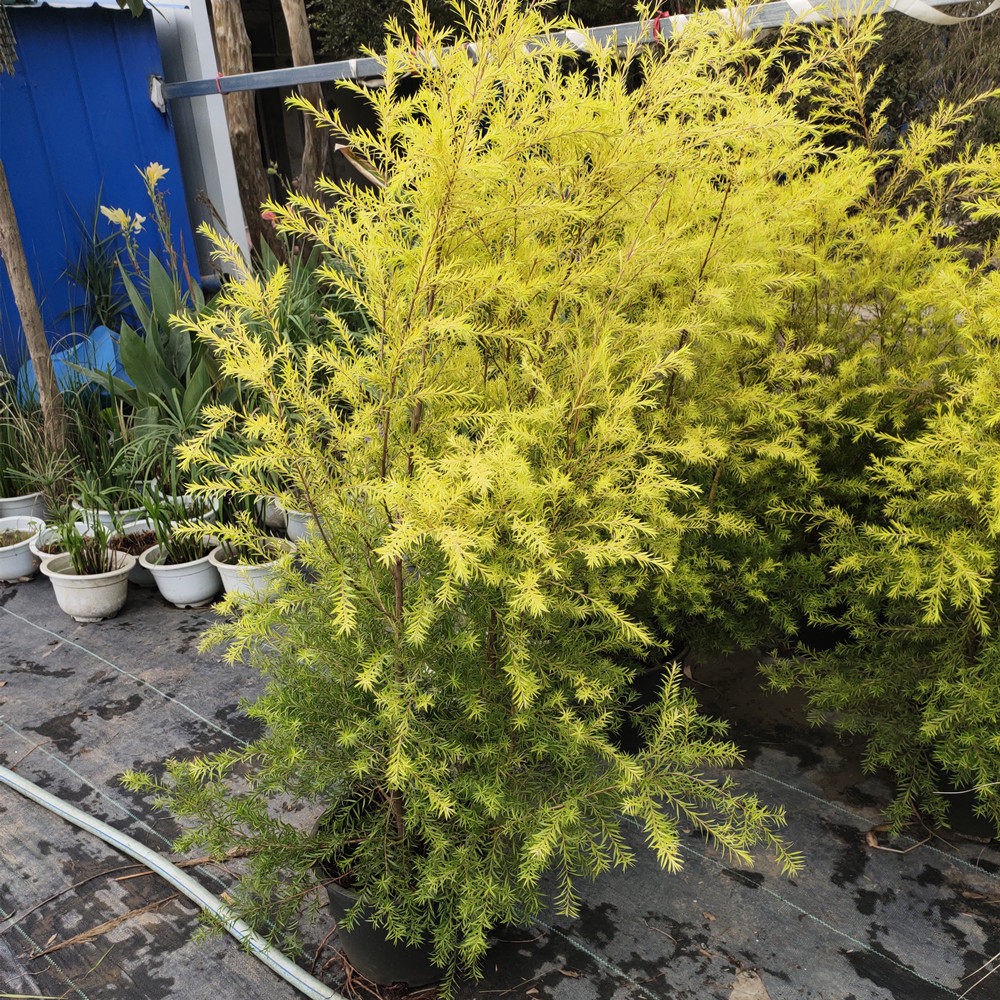 黄金香柳绿植耐看易活花镜花园绿篱室内外植物盆栽