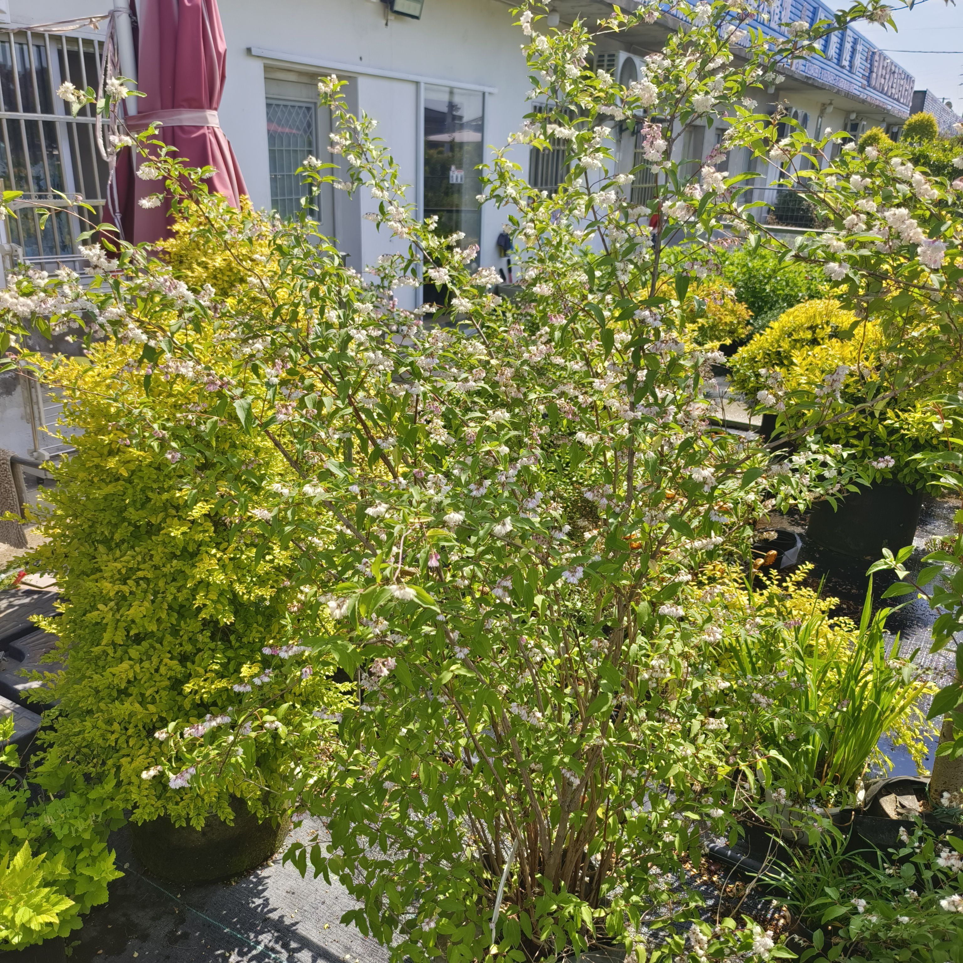 花篱林缘粉花溲疏草莓田庭院楼顶花灌木易活多年生粉樱花铃铛花耐