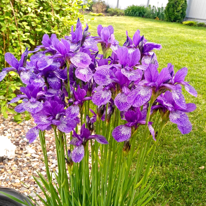 多年生花园花坛别墅庭院阳台湿地花卉