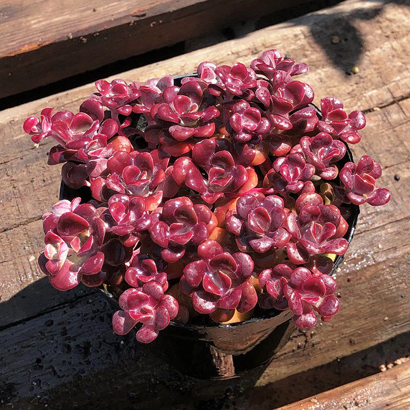 一折绿野园艺_绿野园艺|红霜群生 多肉植物防辐射肉肉盆栽组合绿植