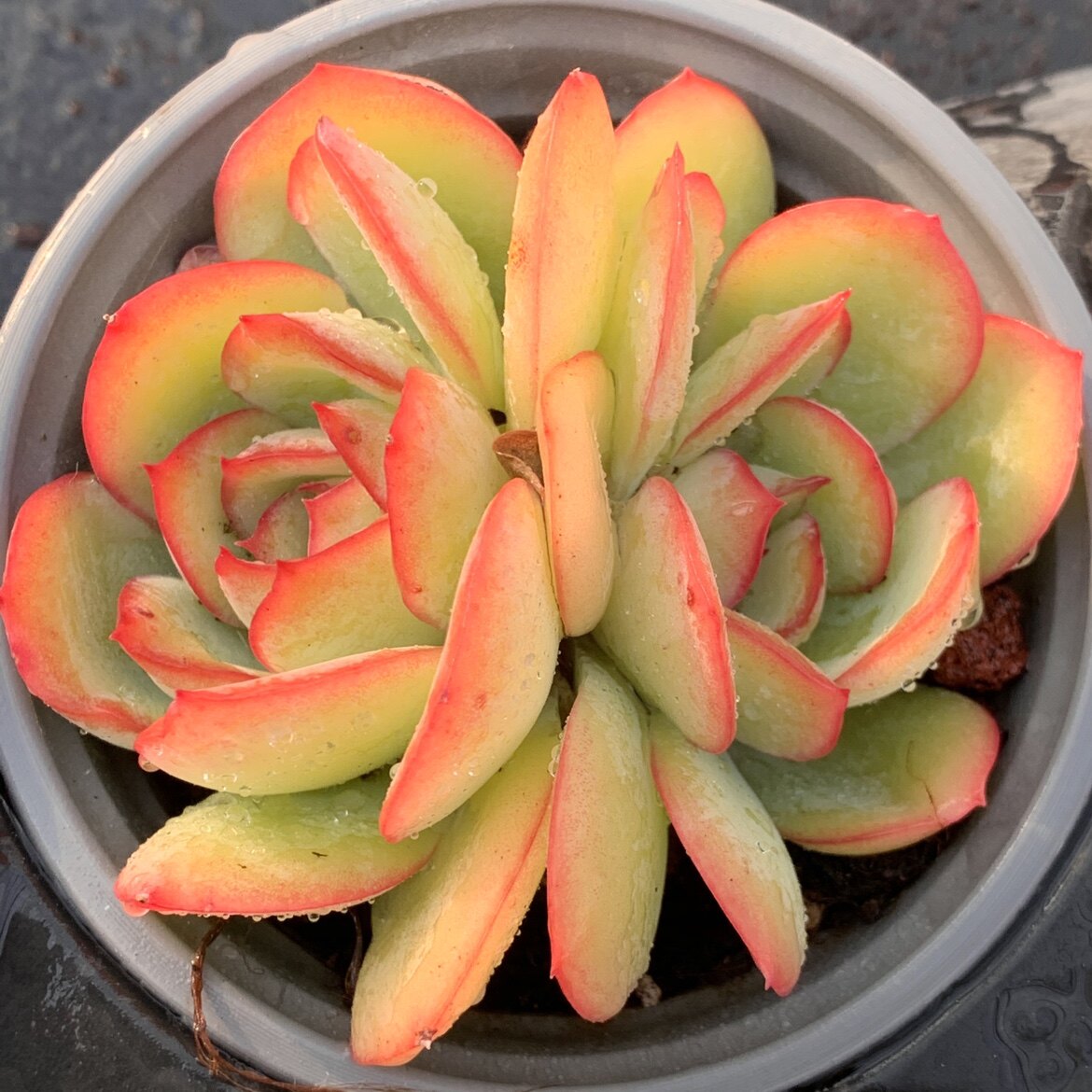 一物一拍晨露多肉植物多头果冻月影系肉花卉多肉植物