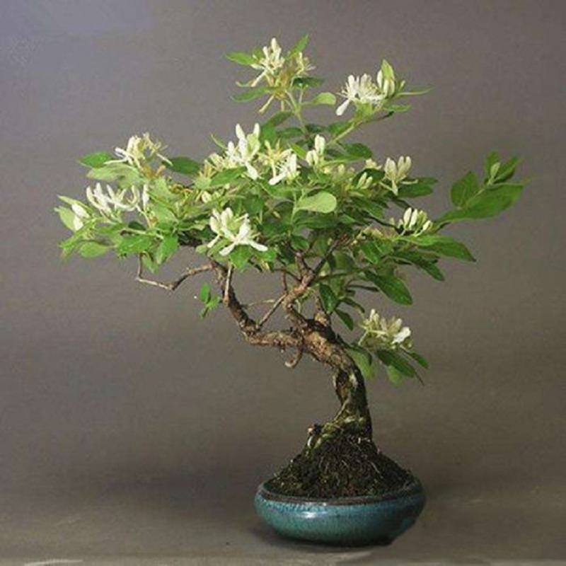 金银花树苗金银花苗金银花苗盆栽花卉金银花盆栽金银花盆景