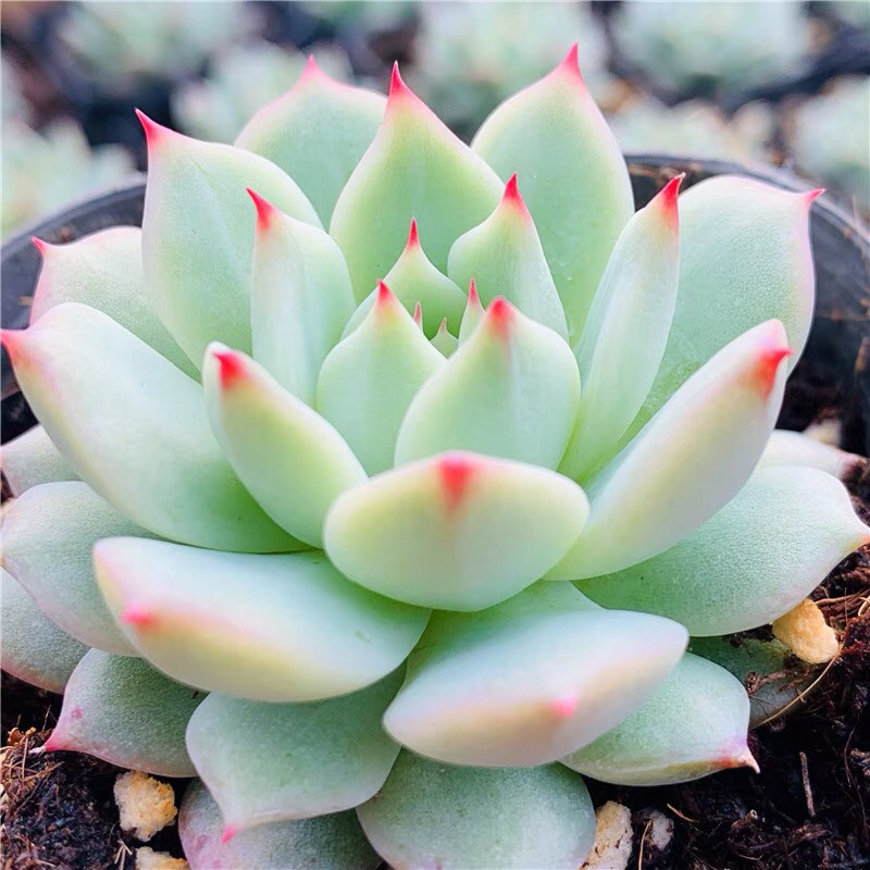 多肉tp蒂比大颗莲花座可爱萌肉办公室阳台露养花卉新手好养多肉肉
