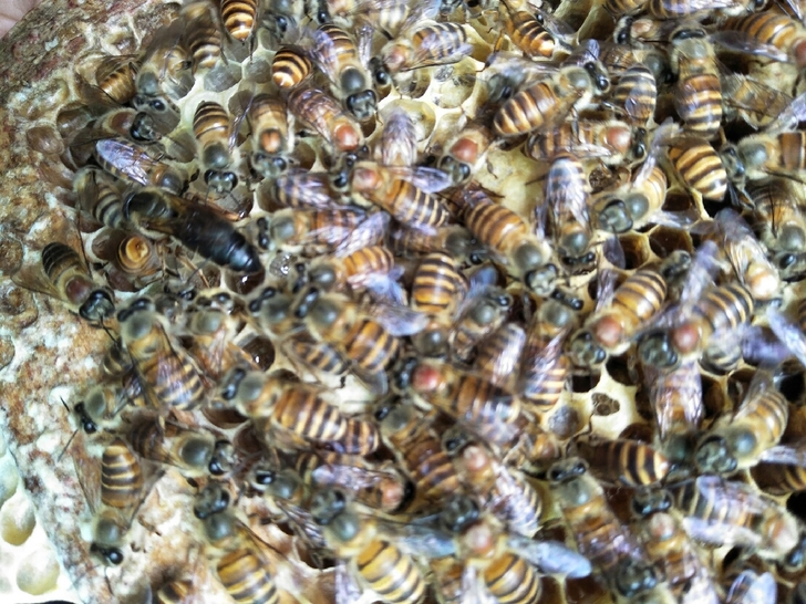 Queen bee of Chinese bee Good queen bee honeybee queen bee living thing Double color Tianzhu Hybridization Aba Virginin the Pet/Pet food and supplies , Reptile/Insects and supplies Ming , Reptile/Insect appliances Ming category - from Buy2taobao.com to provide professional Taobao agent buy service