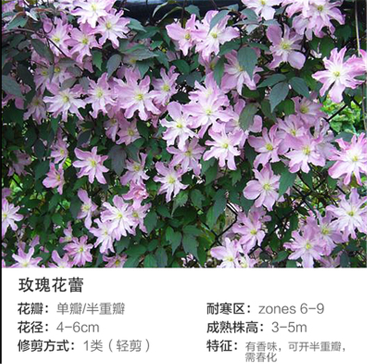 蒙大拿系 杰出 玫瑰花蕾 如古 铁线莲