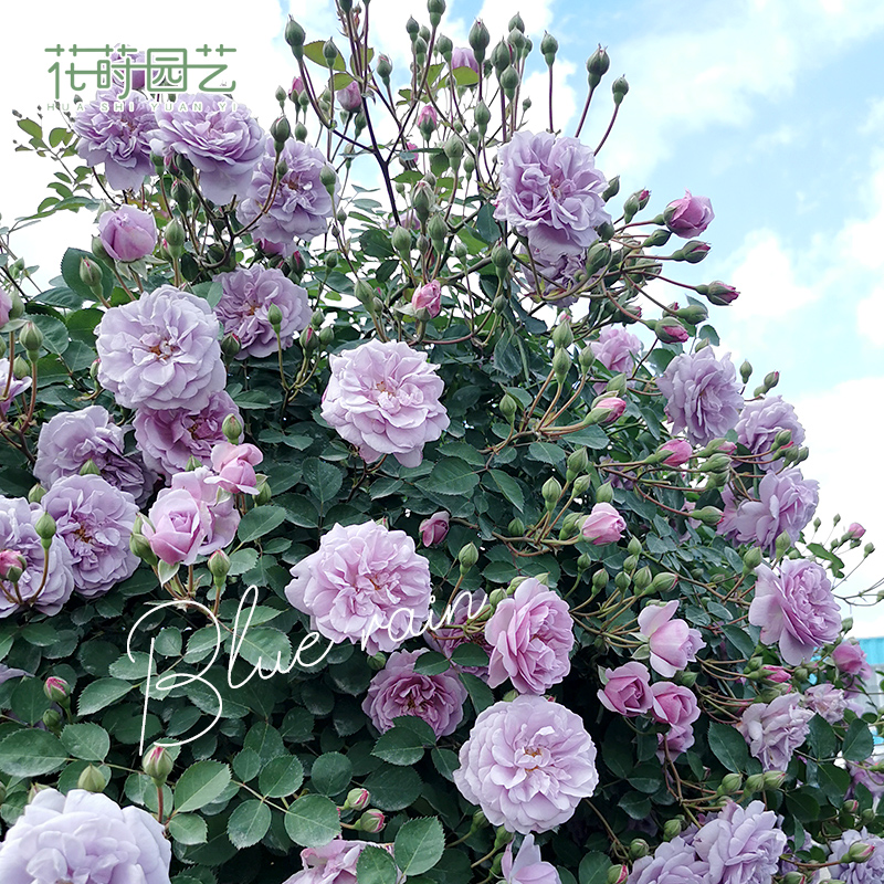 花莳园艺5加仑月季花蓝色阴雨朱丽叶果汁阳台盆栽玫瑰花花园植物在类目 鲜花速递/花卉仿真/绿植园艺, 花卉/绿植盆栽(新), 花卉中 - 来自Buy2taobao.com提供专业的淘宝代购服务