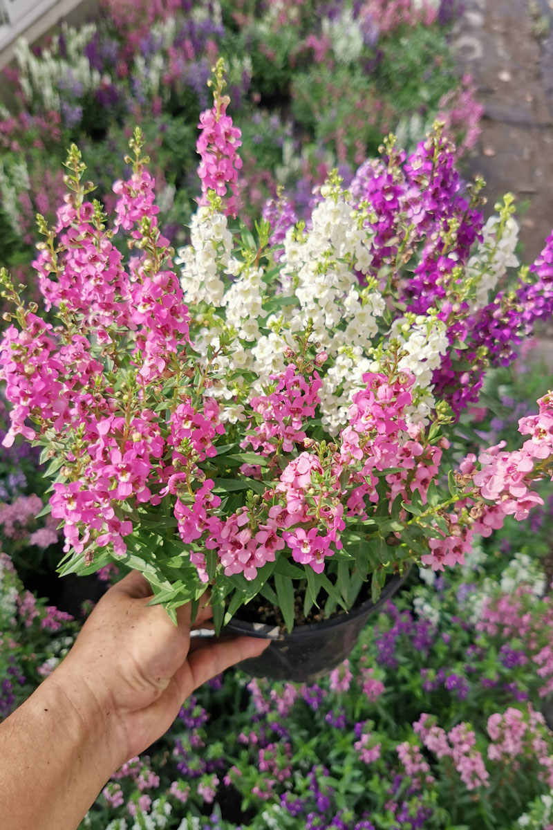 香彩雀花的花语图片