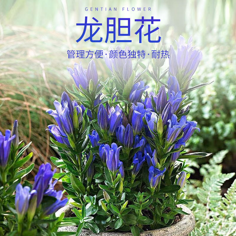 龙胆花