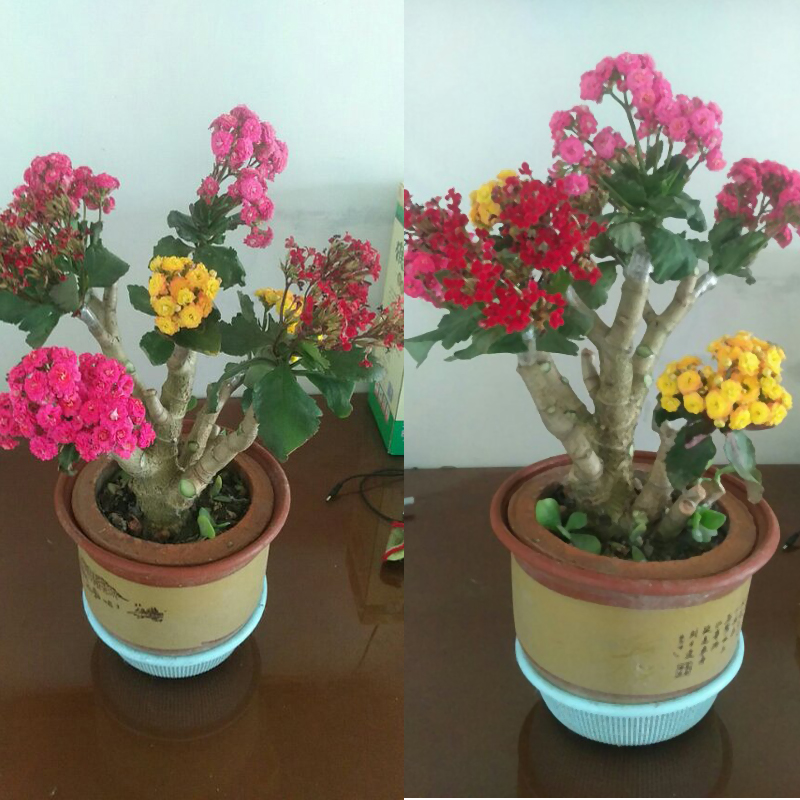 热销玉树老桩_玉树嫁接长寿花老桩带花植物花卉盆栽室内紫色绿巴黎四