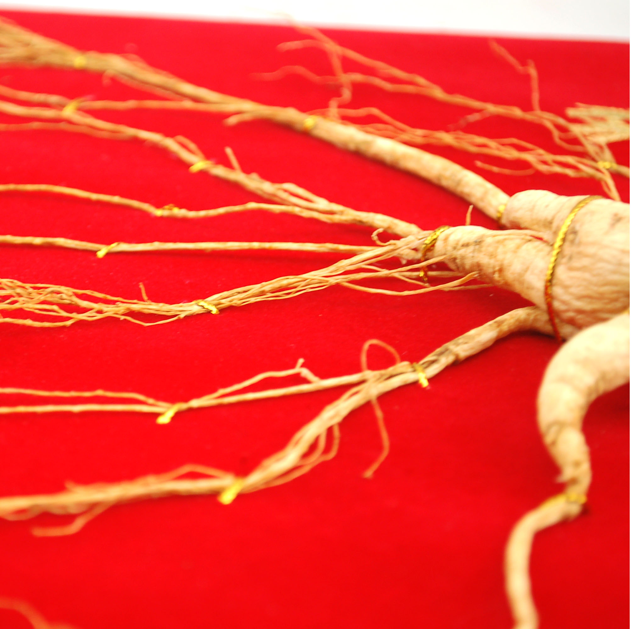 紫气东来 长白山野山参 58年以上